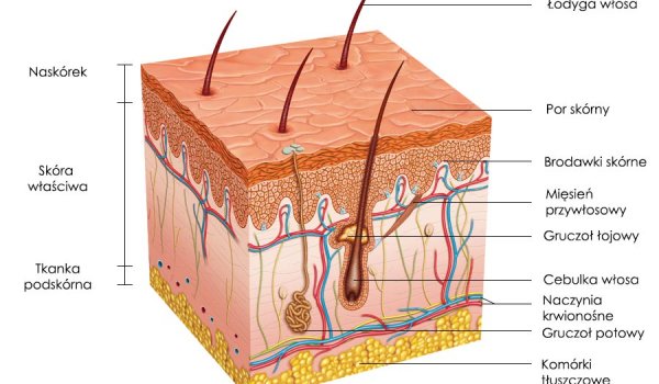 Skóra - budowa włosa i histologia